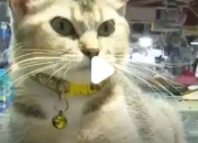 广西18只猫成了海鲜摊的掌柜