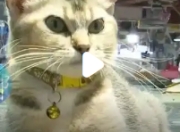 广西18只猫成了海鲜摊的掌柜